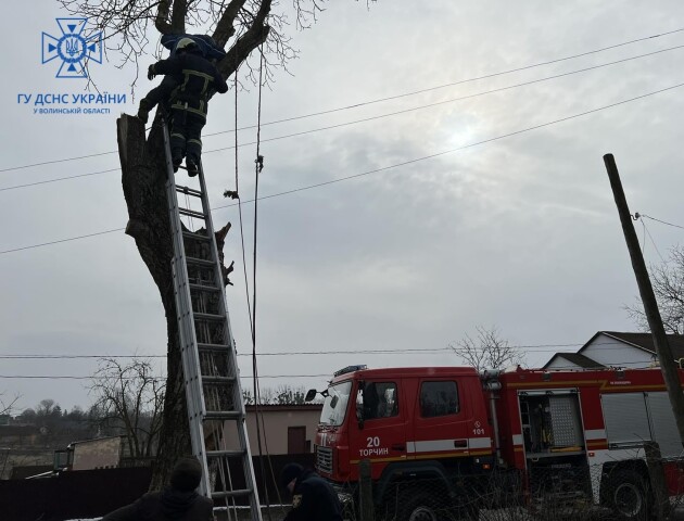 Волинські рятувальники визволили чоловіка, якого притисло гілкою на дереві. ФОТО