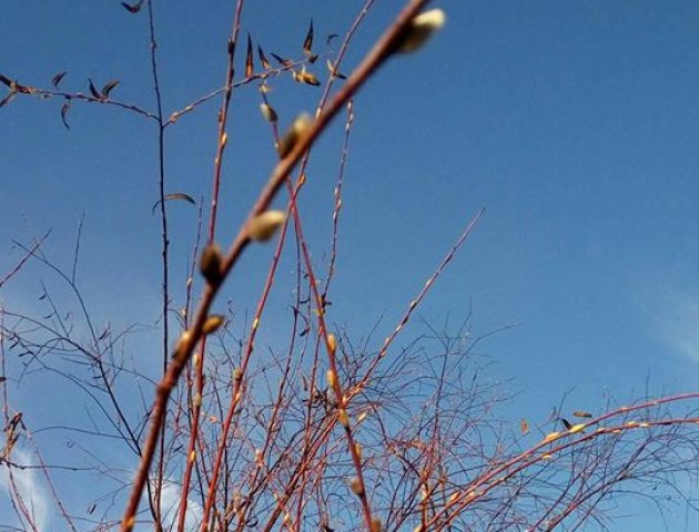 «Хто замовляв весну?»: у Шацьку зацвіли вербові котики