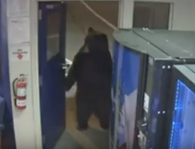 У Каліфорнії ведмідь зайшов у поліцейський відділок. ВІДЕО