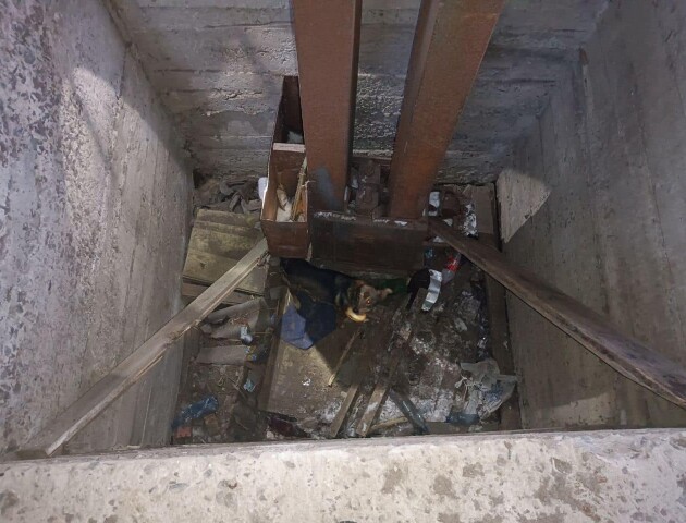 На Волині рятувальники допомогли собаці, яка впала в глибоку яму