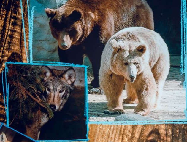 Жителі Луцького зоопарку стали героями календаря. ФОТО