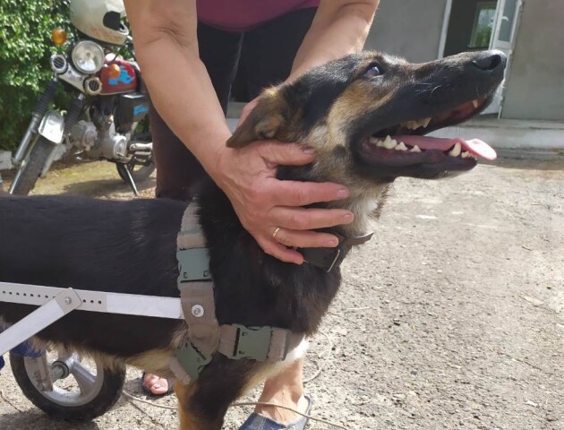 На Волині шукають власників для собаки, якій ампутували лапи