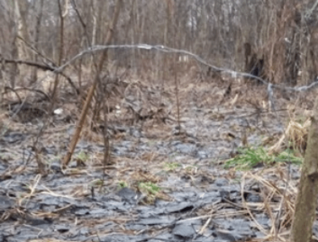 У лісі на Волині браконьєри розставили петлі, в яких загинули тварини. ФОТО 18+