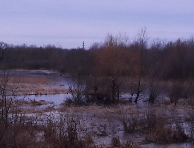 Рівень води у Стиру біля Луцька далі росте. ФОТО