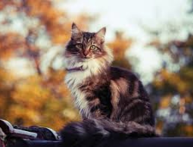 Якою буде погода в Луцьку 7 листопада