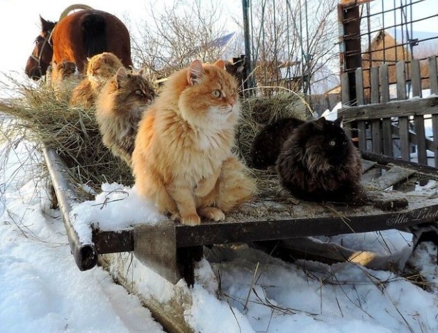 Якою буде погода у Луцьку та області 9 лютого