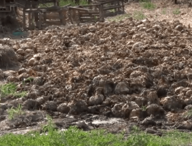 Три кагати гнилої капусти засмерділи волинське село. ВІДЕО