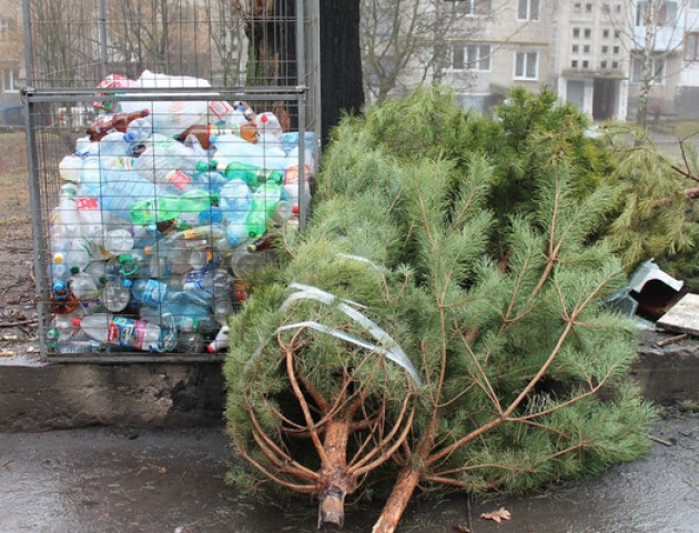 Куди лучанам подіти після свят використані ялинки і сосни