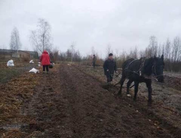 На Волині вже садять картоплю