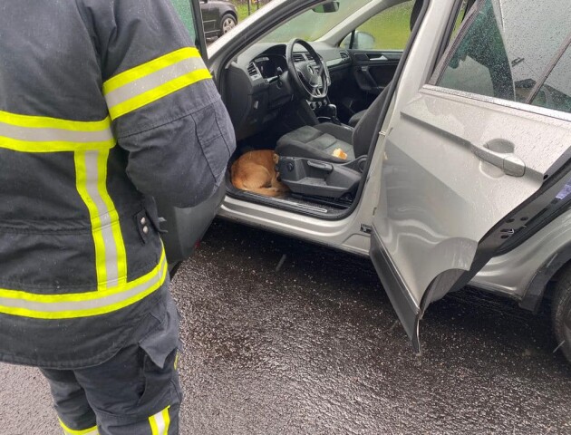 У селі поблизу Луцька собака вліз в авто і не впускав господаря
