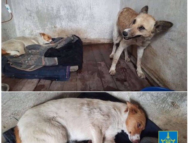Судять волинянку, яка вкинула двох собак у колодязь