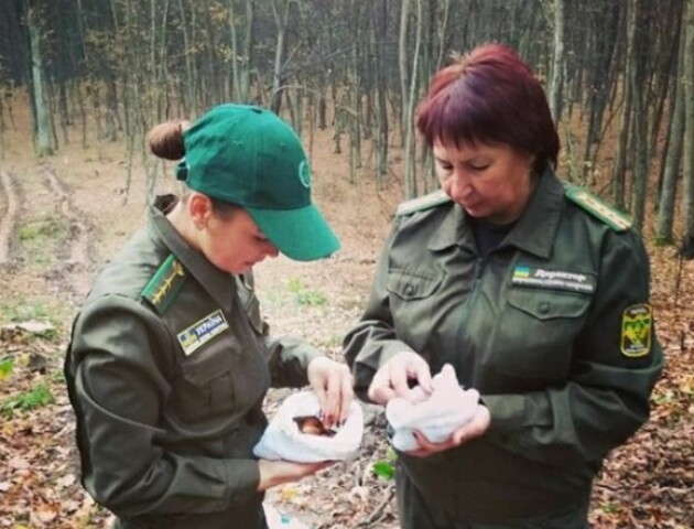 Першими посадили  жолуді дуба Лесі Українки. На Волині вирощують дерева з «покращеними генами»