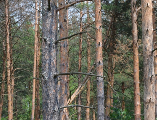 Як волинські ліси рятують від короїду