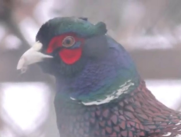 Волинські лісівники почали розводити фазанів. ВІДЕО