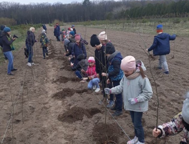 Волинські лісівники хочуть висадити півтора мільйона дерев. ФОТО