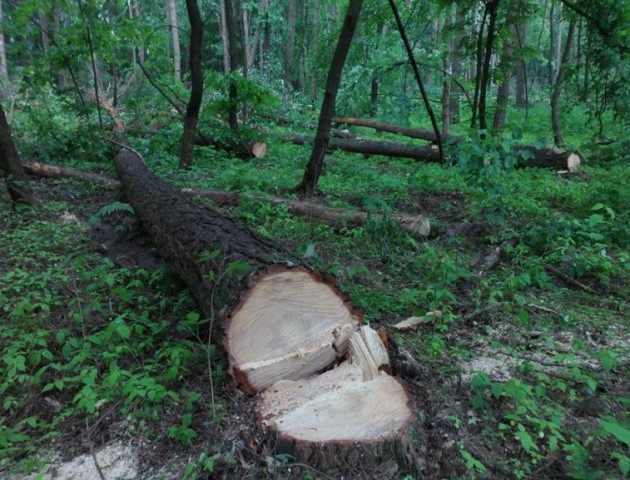 Розповіли про проблему електронного обліку деревини на Волині