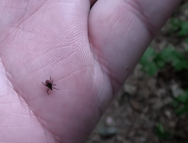 Десятеро волинян захворіли на хворобу Лайма. ВІДЕО