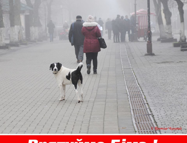 Небайдужі лучани просять «звільнити» пса Біма