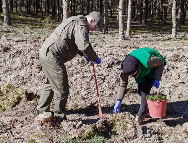 У волинських лісах висадили понад сім мільйонів сіянців