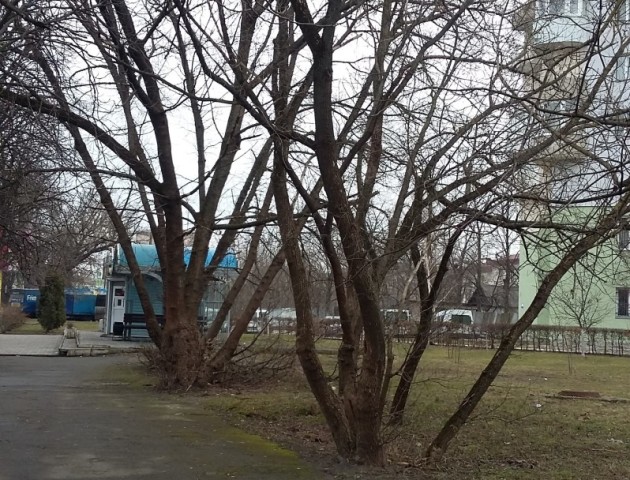 У Луцькраді пояснили, навіщо зрізали дерева на Київському майдані. ФОТО