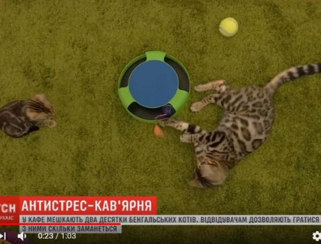 У Дніпрі відкрили кав'ярню, в якій живе два десятки котів. ВІДЕО