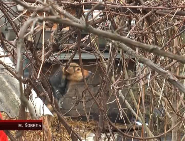 Зоозахисники у Ковелі вимагають покарати сім'ю, яка знущається над собаками. ВІДЕО