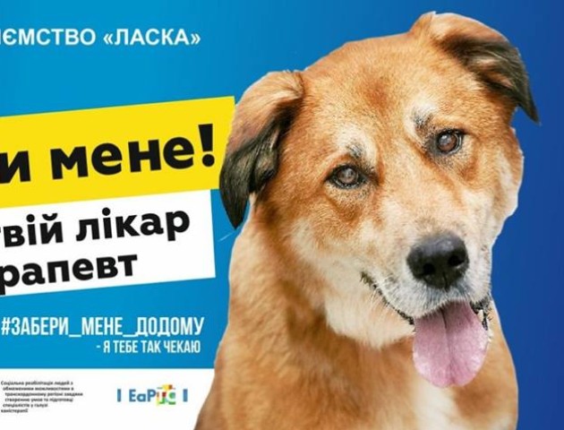«Забери мене додому»: у луцькій «Ласці» запустили оригінальну рекламу. ФОТО