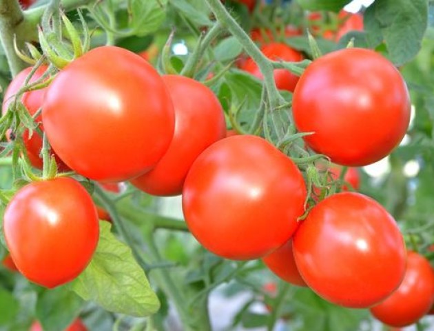 У ректора луцького вишу вродили помідори