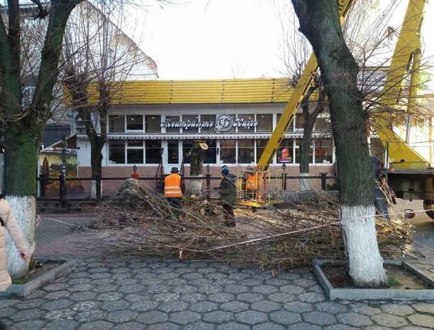 У Луцьку на центральній вулиці спиляли дерева