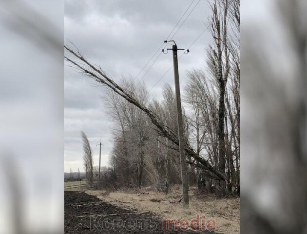 У Ковелі дерево впало на лінію електромереж