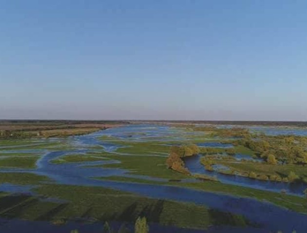 Волинська Амазонія. Біля Колок розлився Стир. ФОТО