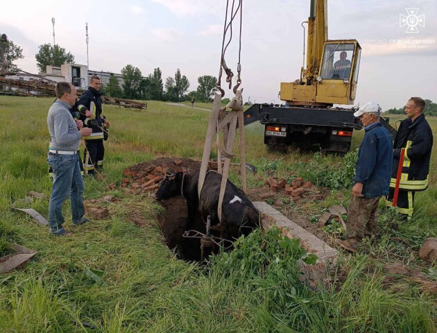 ДСНСники врятували оселю лучан від шершнів, зняли з дерева пса і дістали з ями корову