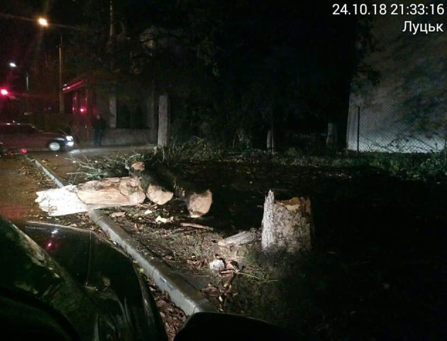 У Луцьку від вітру впало дерево. ФОТО