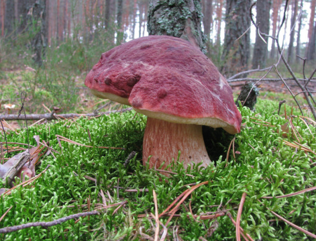 На Волині розповіли, куди краще піти на «тихе полювання»