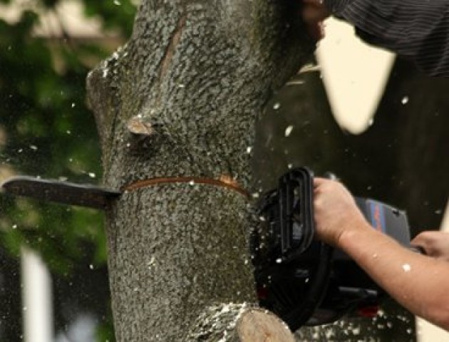 У Луцьку через ремонт тротуарів зрізатимуть дерева
