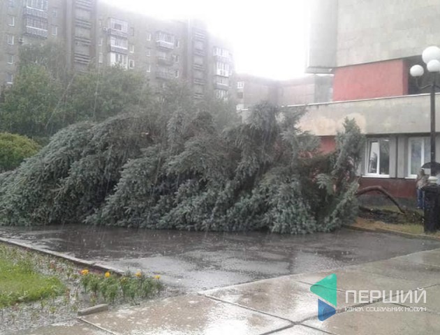 У Луцьку біля РАЦСу вітер повиривав з корінням ялини. ФОТО. ДОПОВНЕНО