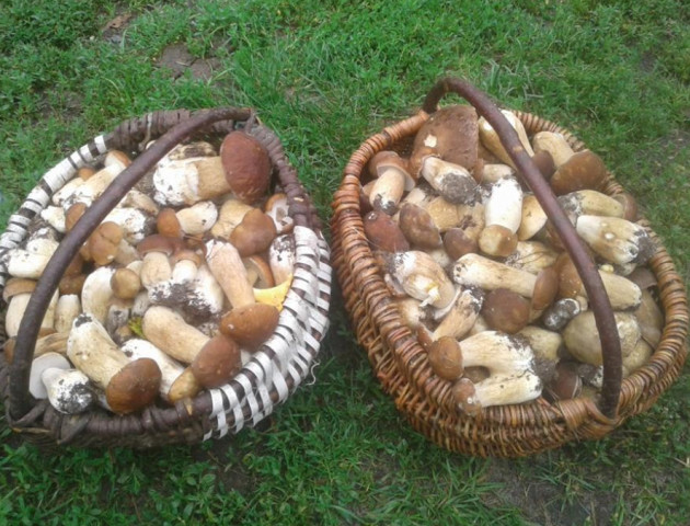 Волиняни хизуються кошиками зібраних грибів. ФОТО
