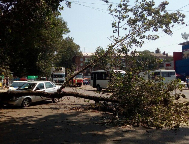 У Дніпрі частина дерева ледь не вбила жінку. ФОТО