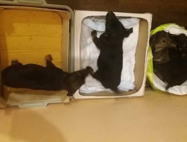 У Луцьку шукають господарів цуценятам, яких викинули на Різдво