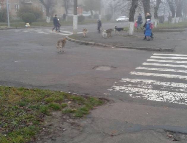 Волинянка нарікає на собак, які нападають просто на вулиці