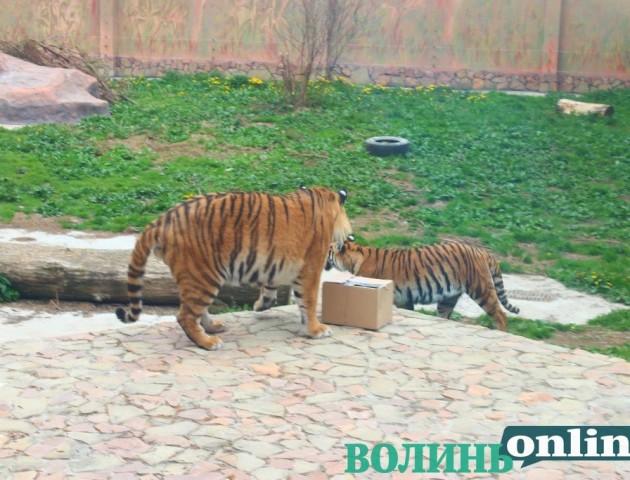 У Луцькому зоопарку тигри відсвяткували день народження. ФОТО