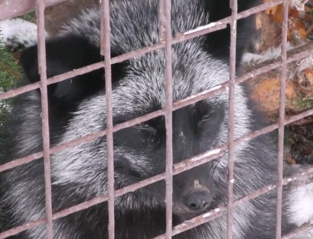 У міськраді погодили програму розвитку Луцького зоопарку. ВІДЕО