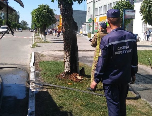 У  райцентрі на Волині від недопалка загорілося дерево. ФОТО