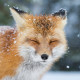 На Волині боротимуться з лисицями. ВІДЕО
