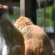 Київські ветеринари обстежили тварин Луцького зоопарку