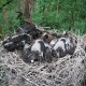 У Шацькому нацпарку гніздуються чорні лелеки