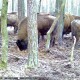 У лісі біля Звірова встановили фотопастку. Дивись, кого зловили