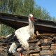 Прихистили, вилікували і... не змогли відпустити: у волинській родині приручили лелеку