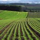 Продаж сільськогосподарської землі в Україні можуть дозволити вже до кінця року