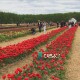 Відкривають «Волинську Голландію». Відвідувачів чекають вже 6 травня